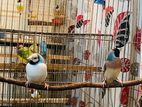 Gouldian finch Pair