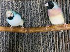 Gouldian finch Pair