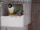 Gouldian Finch Pair