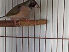 Gouldin Finch