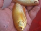 Gourami Fish
