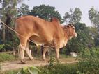 Cow for sell