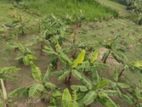 গ্রামীন পরিবেশে ১৩ শতাংশ জমি বিক্রি হবে