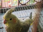 Gray Cockatiel baby bird 1 pice