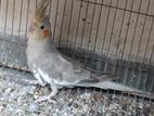 Gray cockatiel bird