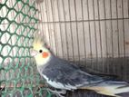 gray cockatiel bird