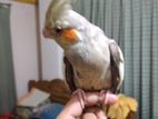 Gray Cockatiel Bird Pair