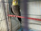 Gray Cockatiel