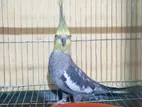 Gray Cockatiel