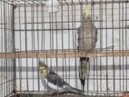 gray cockatiel for sale