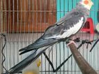 Gray Cockatiel Male