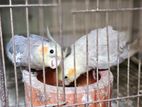 Gray Cockatiel Pair