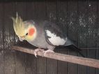 Gray cocktail bird