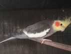 Gray Cocktail Bird for sell