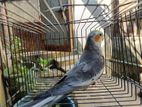 Gray Male Cockatiel