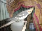 Gray paid Cockatiel male