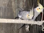 গ্রে কোকাটেল এক পেয়ার + বিল্ডিং বক্স ট্রেসহ বড় খাঁচা