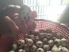 Quail Egg