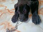 GREAT DANE puppy for sell