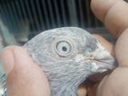 Greebaj Pigeon