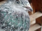 greebaz pigeon