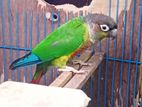 Green Check Conure