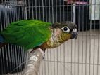 Green Check Double Factor Male