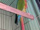 Green Check Conure Pair