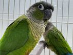 Green Cheek Conure Adult Pair