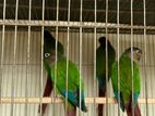 green cheek conure