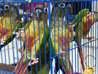 Green Cheek Conure