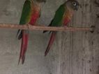 Green Cheek Conure