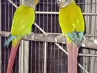 Green Cheek Conure
