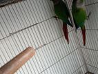 Green Cheek Conure for sell
