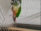 Green Cheek Conure Full Setup