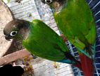 Green Cheek Conure (only one pair left.)