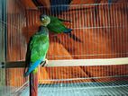 Green Cheeked Conure