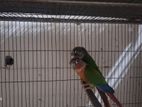 Green Cheeked Conure