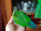 Green chick conour