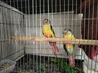 Green chick conure pair