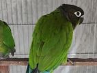 Green Cunor running male n voilet love birds pair