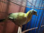 Green Dove