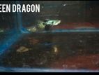 Green Dragon Guppy