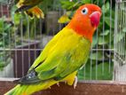 Green Euwing Lovebird লাভবার্ড