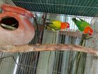 Green Euwing opaline bonding pair