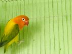 Green Euwing Opaline Female