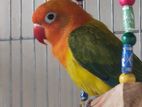 Green Ewing Opaline Split Ino/blue Love Bird (dna Confirm Male Lovebird)