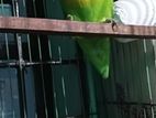 Green Fischer Love Bird for Sale