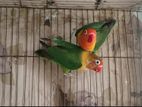 Green Fischer Love bird (pair+cage+breeding box)