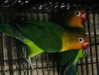 Green Fischer Lovebird